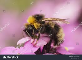 Attēlu rezultāti vaicājumam “Psithyrus sylvestris”