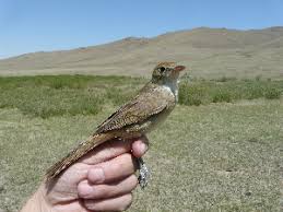 Image result for Acrocephalus aedon