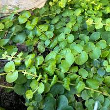 Image result for Lysimachia nummularia