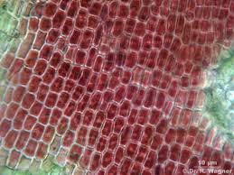 Attēlu rezultāti vaicājumam “Hildenbrandia rivularis”