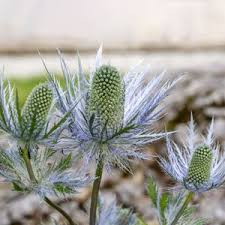 Image result for Blaudistel