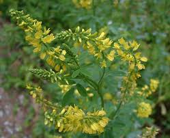 Attēlu rezultāti vaicājumam “Melilotus”