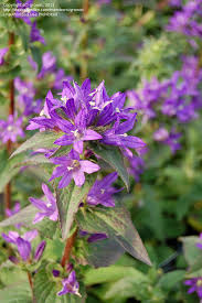 Attēlu rezultāti vaicājumam “Campanula glomerata bud”