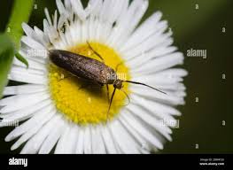 Attēlu rezultāti vaicājumam “Scythrididae”
