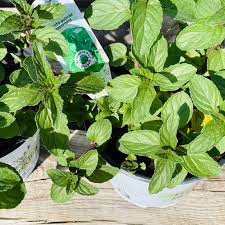 Image result for Menta x piperita