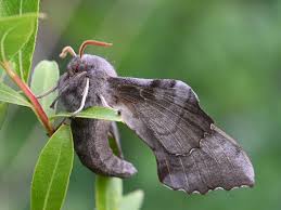 Attēlu rezultāti vaicājumam “Laothoe populi imago”