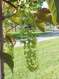 Attēlu rezultāti vaicājumam “Acer pseudoplatanus fo. purpurascens flower”