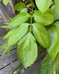 Attēlu rezultāti vaicājumam “Sambucus racemosa leaf”