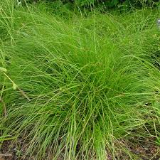 Attēlu rezultāti vaicājumam “Carex scandinavica”