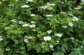 Attēlu rezultāti vaicājumam “Sambucus nigra flower”