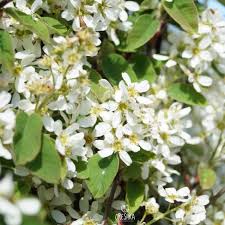 Attēlu rezultāti vaicājumam “Amelanchier spicata fruit”