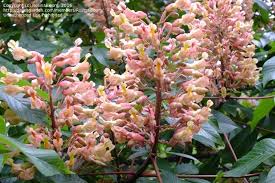 Attēlu rezultāti vaicājumam “Aesculus x hybrida bud”
