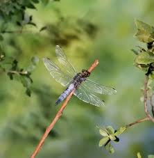 Attēlu rezultāti vaicājumam “Orthetrum cancellatum male”