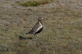 Attēlu rezultāti vaicājumam “Pluvialis apricaria adult”