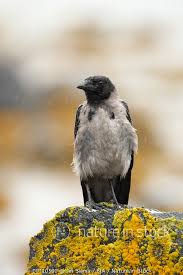 Attēlu rezultāti vaicājumam “Corvus cornix juvenile”