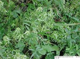 Attēlu rezultāti vaicājumam “Sphagnum riparium”