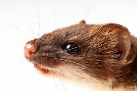 Attēlu rezultāti vaicājumam “Reticularia jurana young”