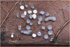 Attēlu rezultāti vaicājumam “Diderma hemisphaericum”