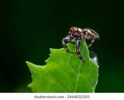 Attēlu rezultāti vaicājumam “Evarcha falcata male”