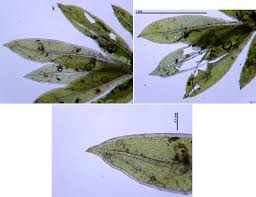 Attēlu rezultāti vaicājumam “Fissidens bryoides sporophyte”