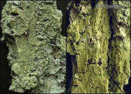 Attēlu rezultāti vaicājumam “Pertusaria flavida”