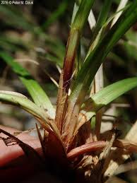 Attēlu rezultāti vaicājumam “Carex arenaria  fruit”