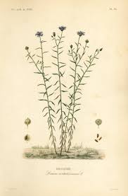 Image result for Linum usitatissimum