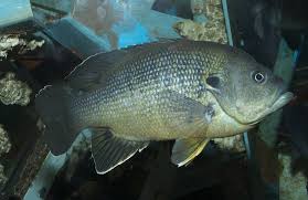 Image result for Lepomis cyanellus