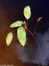 Attēlu rezultāti vaicājumam “Potamogeton rutilus”