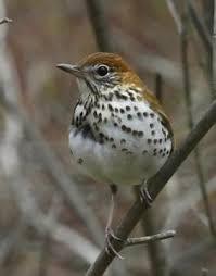 Image result for Hylocichla mustelina