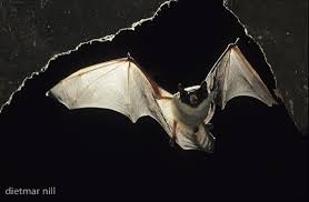 Attēlu rezultāti vaicājumam “Vespertilio murinus”