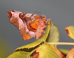 Attēlu rezultāti vaicājumam “Selenia tetralunaria”