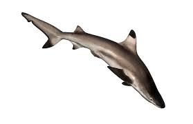 Image result for Carcharhinus melanopterus