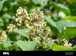 Attēlu rezultāti vaicājumam “Catalpa ovata leaf”