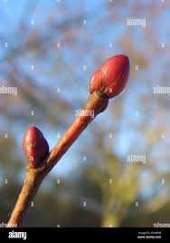 Attēlu rezultāti vaicājumam “Tilia cordata bud”