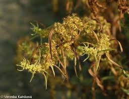 Attēlu rezultāti vaicājumam “Rumex maritimus leaf”