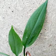 Attēlu rezultāti vaicājumam “Alisma plantago-aquatica”