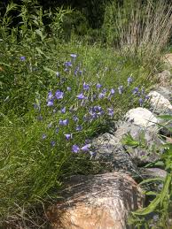 Attēlu rezultāti vaicājumam “Campanula rotundifolia”
