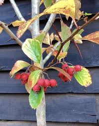 Attēlu rezultāti vaicājumam “Crataegus persimilis fruit”