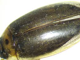 Attēlu rezultāti vaicājumam “Rhantus frontalis”