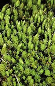 Attēlu rezultāti vaicājumam “Pohlia nutans sporophyte”