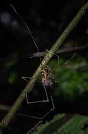 Attēlu rezultāti vaicājumam “Opiliones”