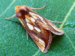 Attēlu rezultāti vaicājumam “Plusia festucae”