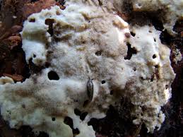 Attēlu rezultāti vaicājumam “Hyaloscypha hyalina”