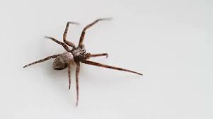 Attēlu rezultāti vaicājumam “Philodromus margaritatus”