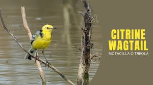 Attēlu rezultāti vaicājumam “Motacilla citreola male”