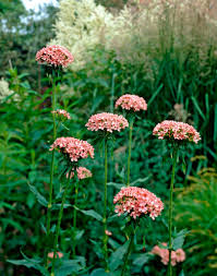 Attēlu rezultāti vaicājumam “Silene chalcedonica flower”