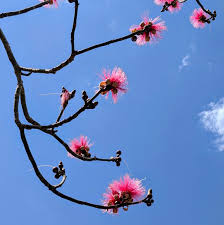 Attēlu rezultāti vaicājumam “Diderma globosum sessile”