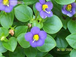 Image result for Exacum affine