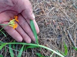 Attēlu rezultāti vaicājumam “Erysimum hieracifolium”